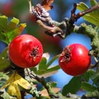 hawthorn berries